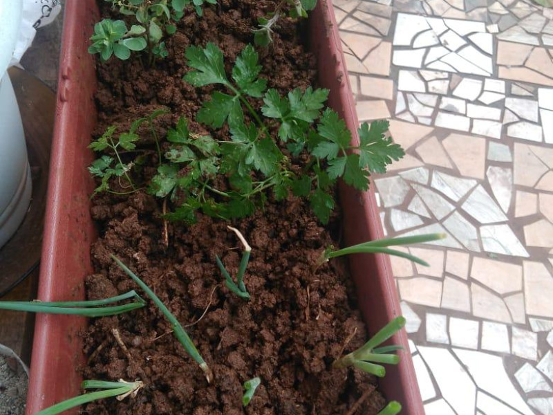 CEVI - Centro de Convivência - Jardinagem - Foto 3 de 4