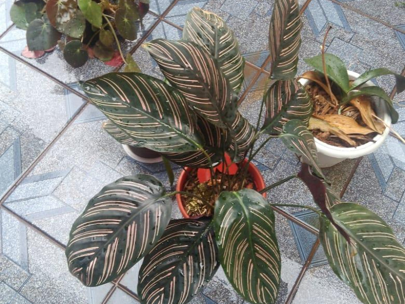 CEVI - Centro de Convivência - Jardinagem - Foto 4 de 4