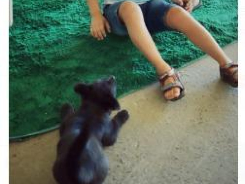 SPE - Serviço Pedagógico Especializado - ANIMAIS DE ESTIMAÇÃO - Foto 1 de 2