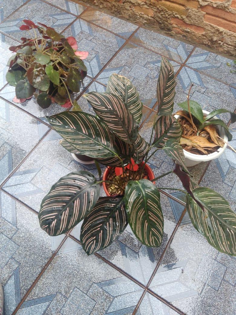 CEVI - Centros de Convivência - Jardinagem